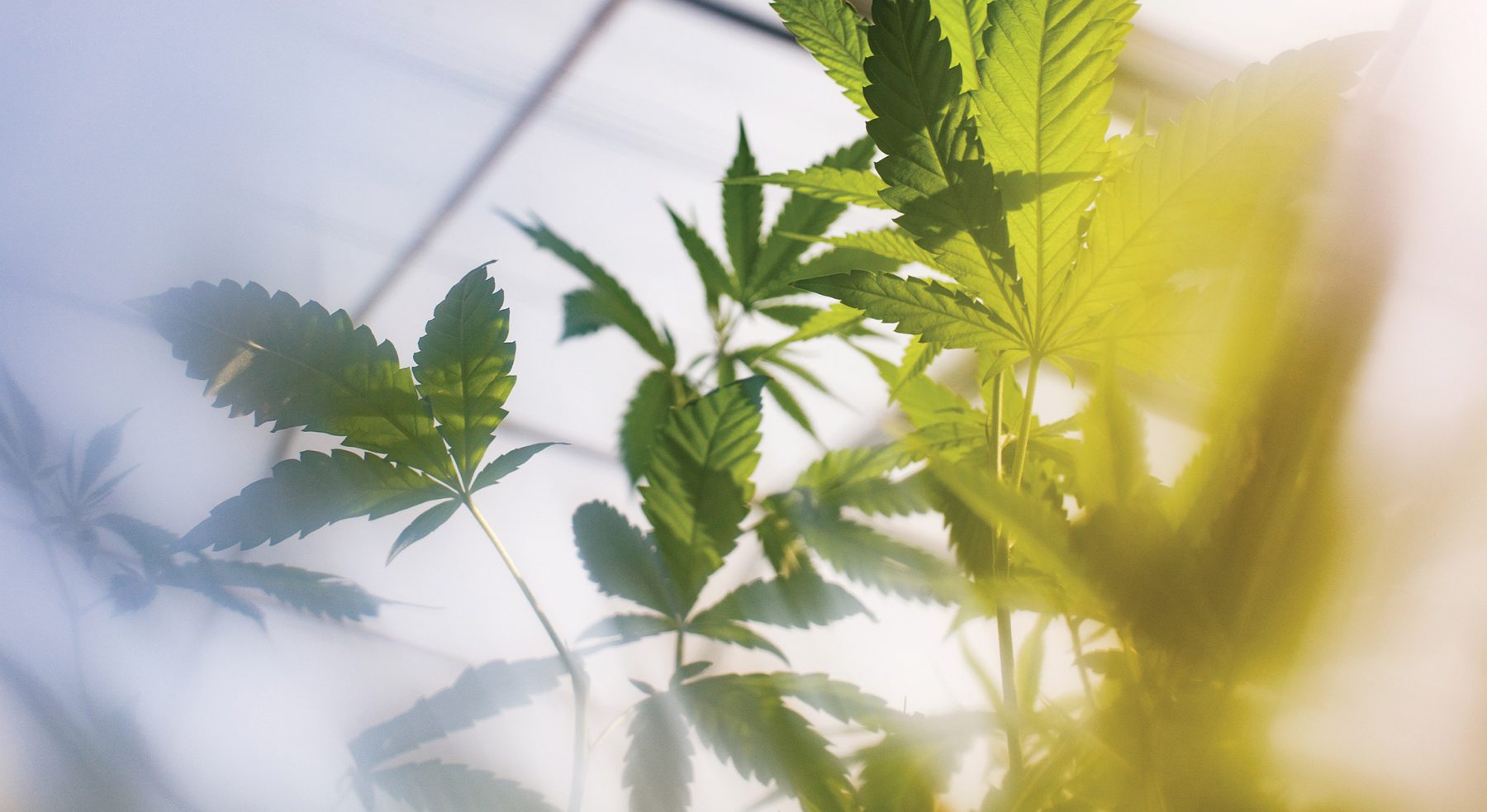 A plant inside a greenhouse.