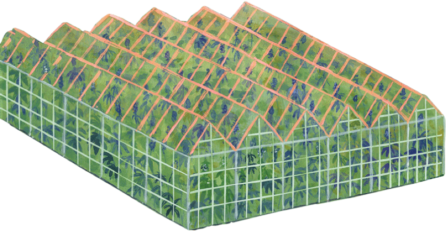 Illustration of a greenhouse.