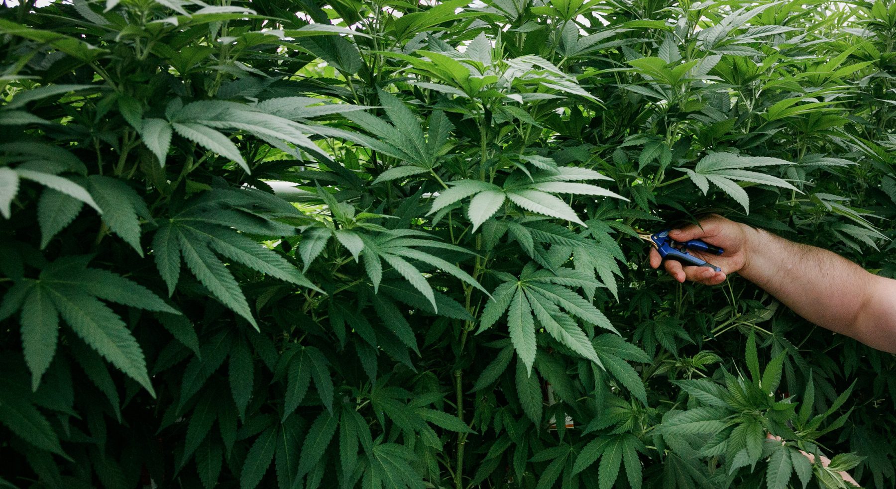 Hands trimming leaves off of a plant.