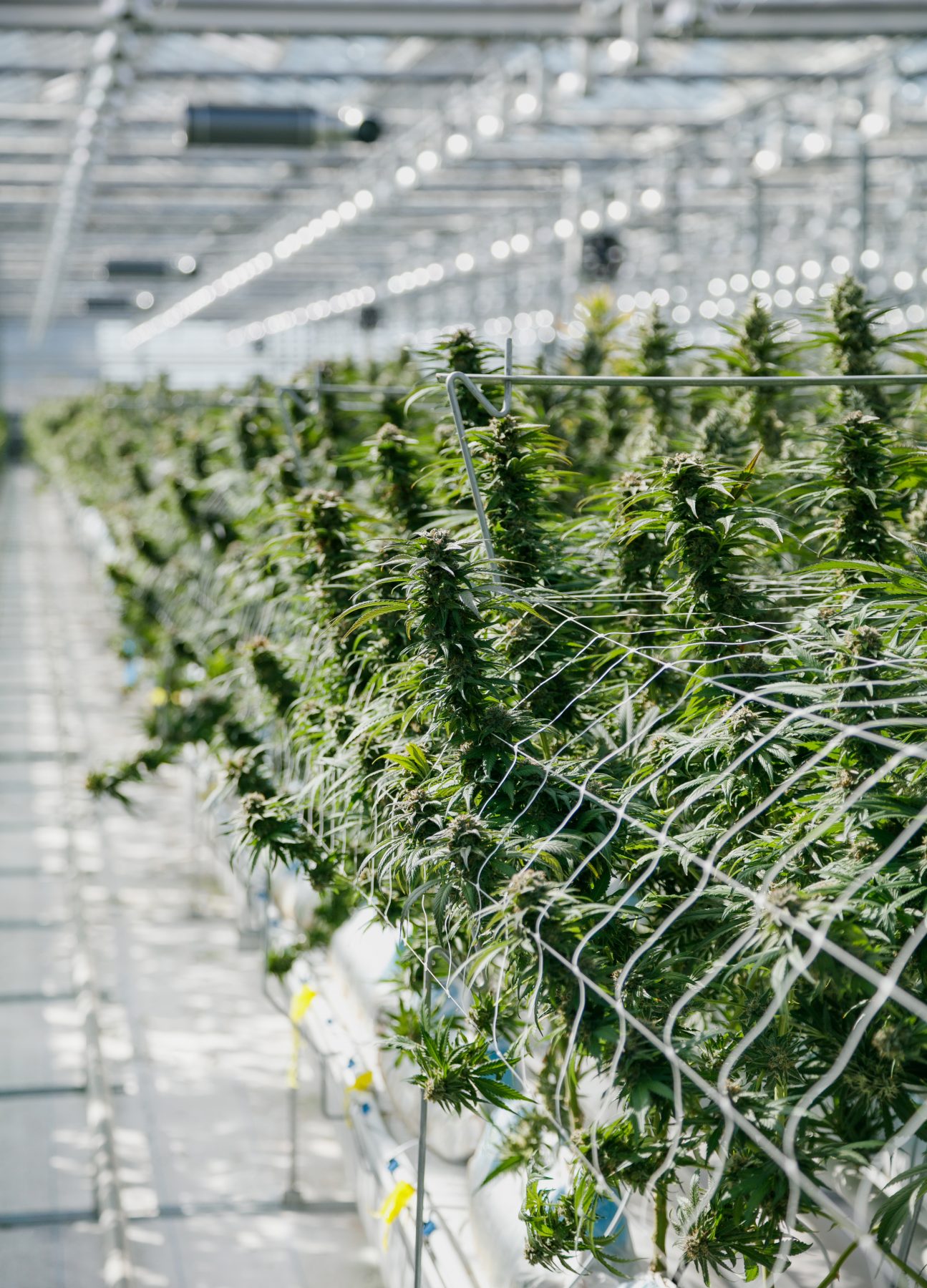 multiple blueberry kush plants in the greenhouse