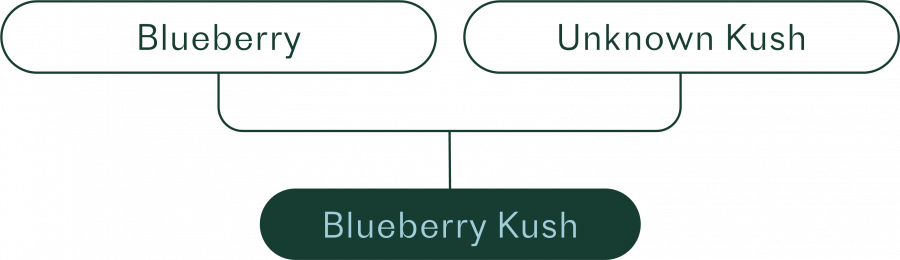 icon that shows Blueberry and Unknown cultivar make Blueberry Kush