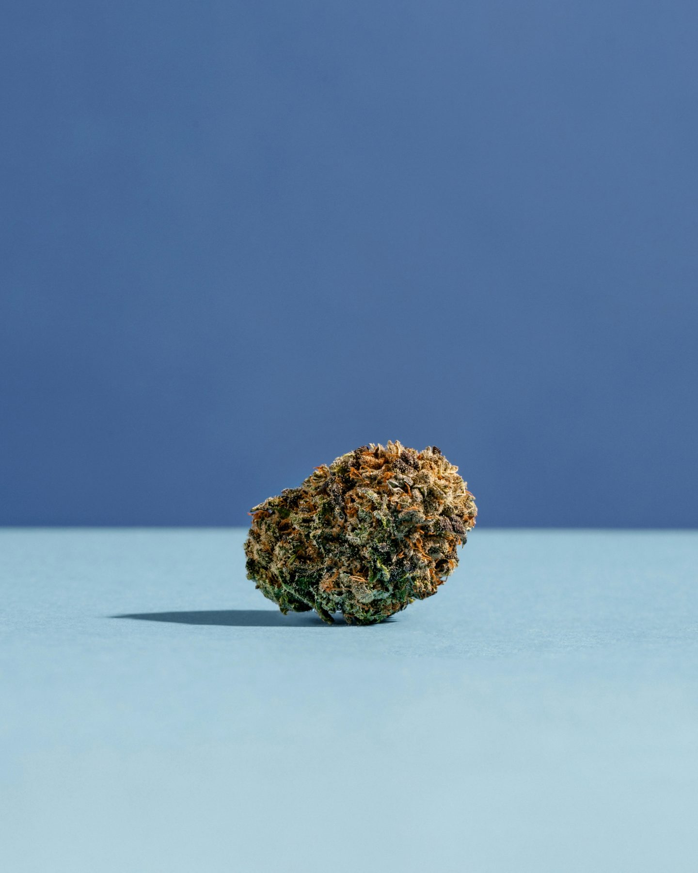 blueberry kush bud on blue background