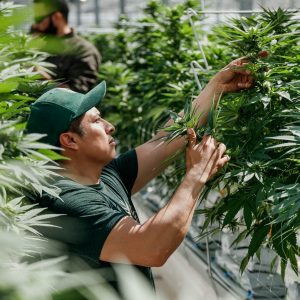 plants and people in the greenhouse