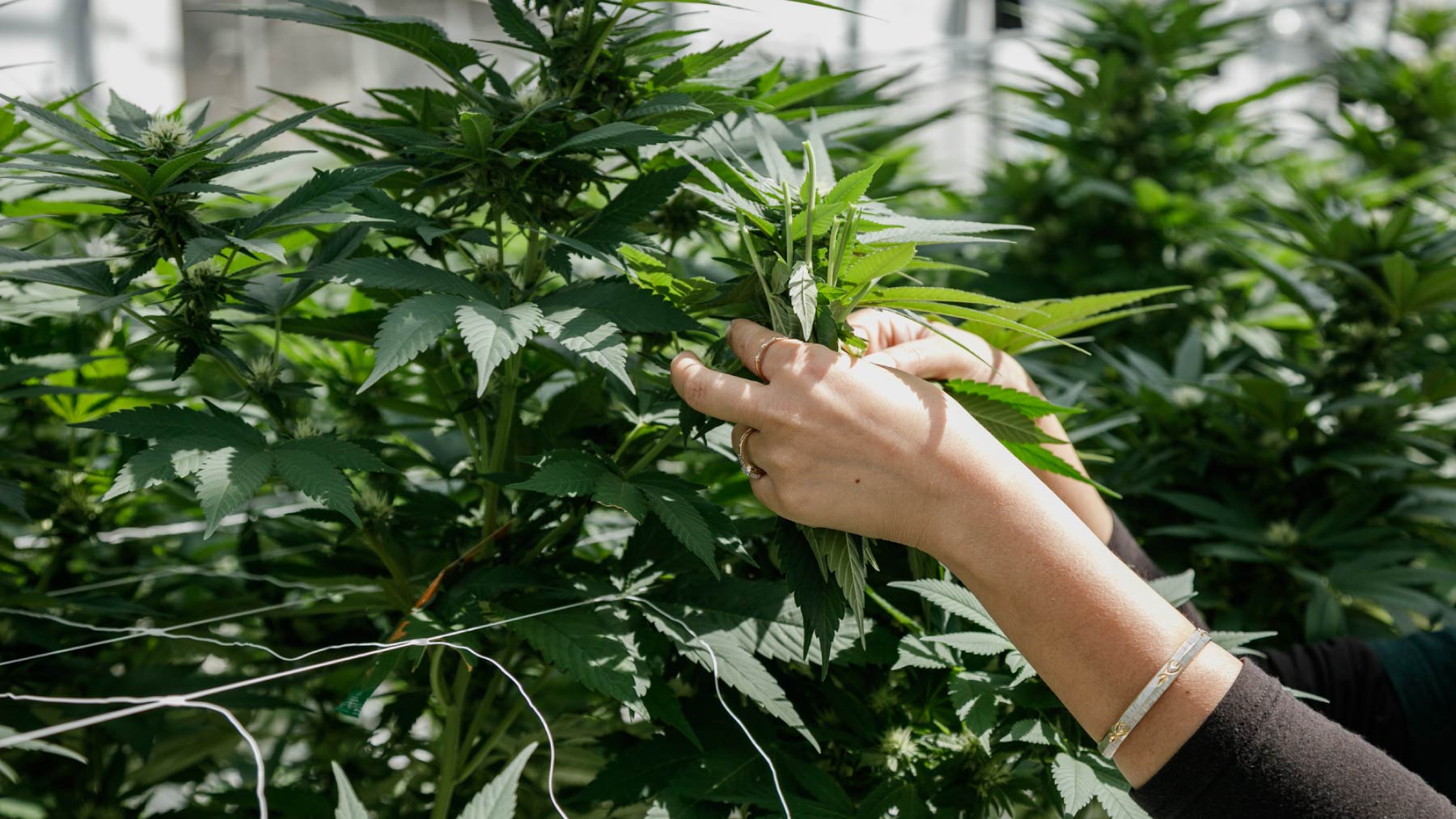 hands picking cannabis plant in greenhouse