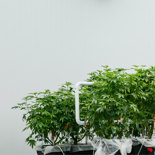 cannabis plants in greenhouse