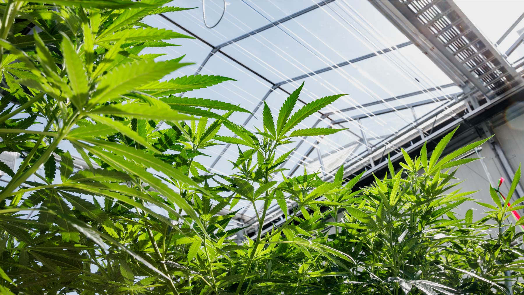 cannabis plants growing in greenhouse