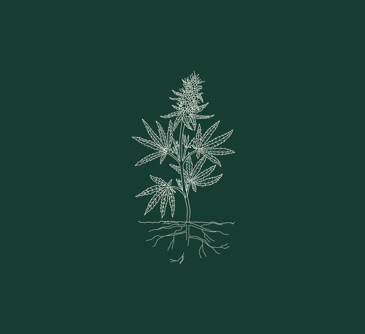 cannabis plant illustration