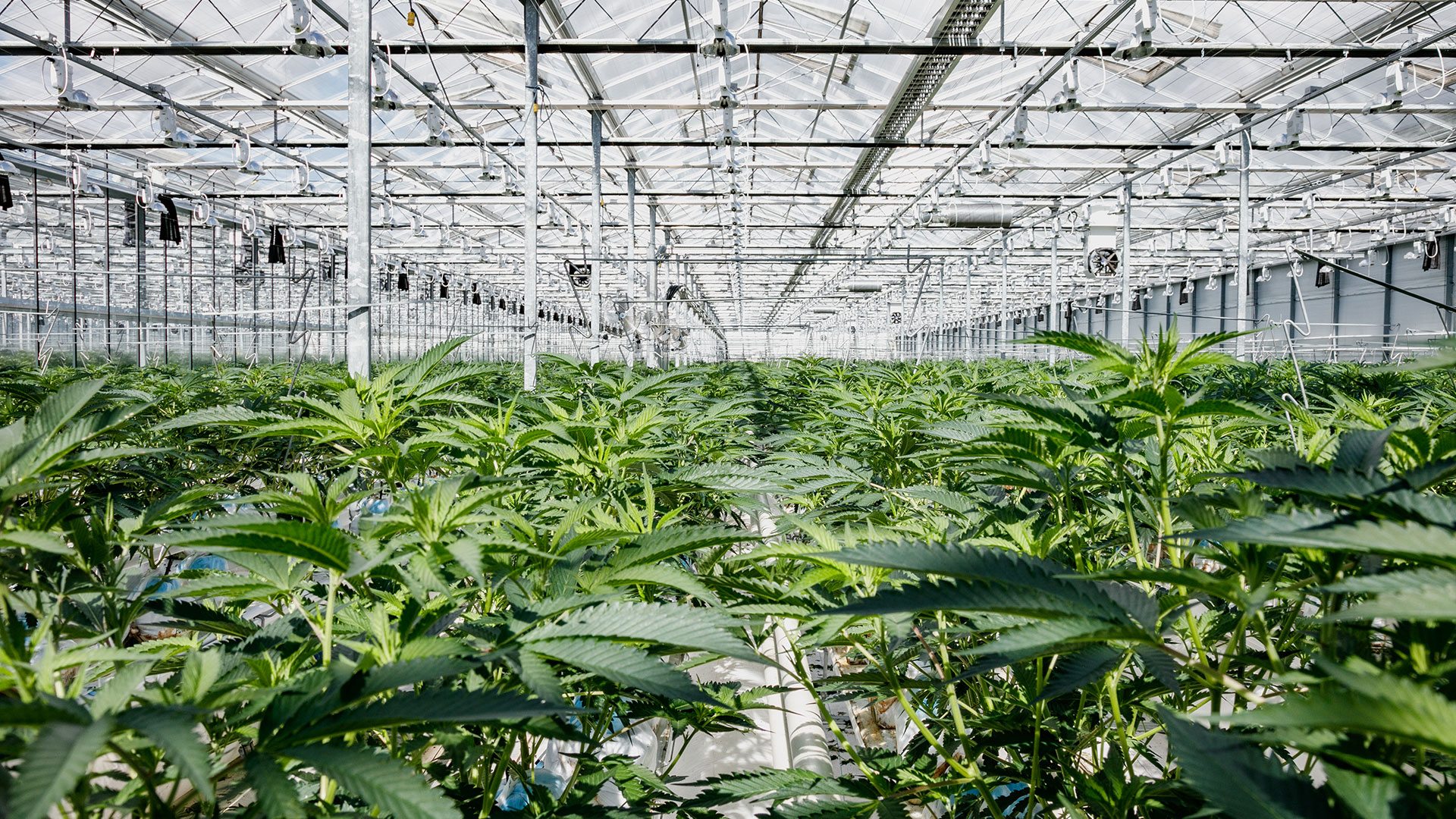 Pure Sunfarms Co-Founds Cannabis Cultivators of B.C. With Fellow Industry Leaders to Foster Sustainable, Responsible Cannabis Industry in the Province
