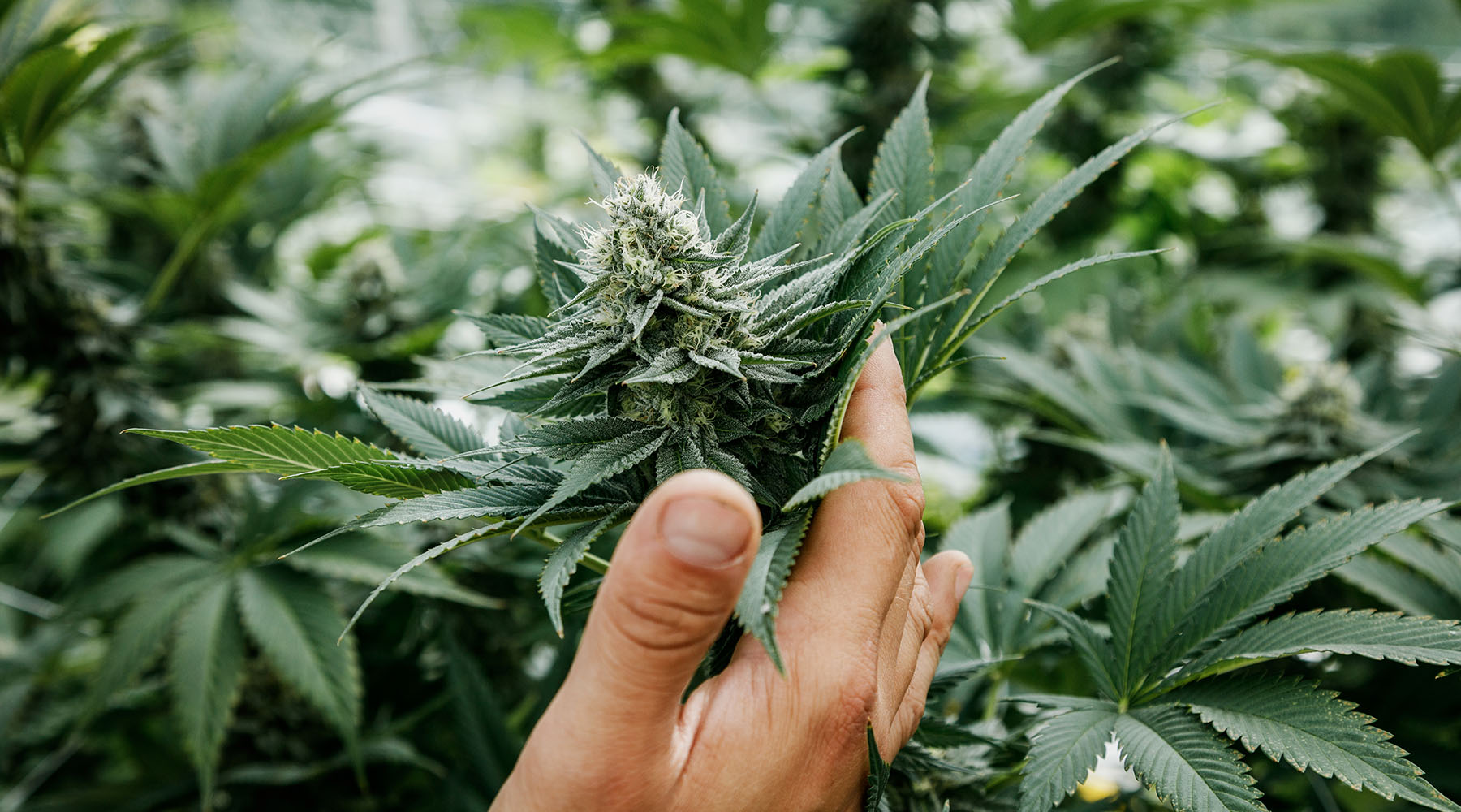Grower hand picking cannabis plant in greenhouse