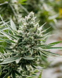 blue dream plant