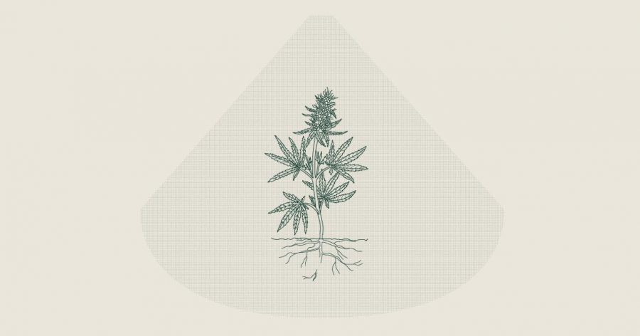 illustration light shining on plant