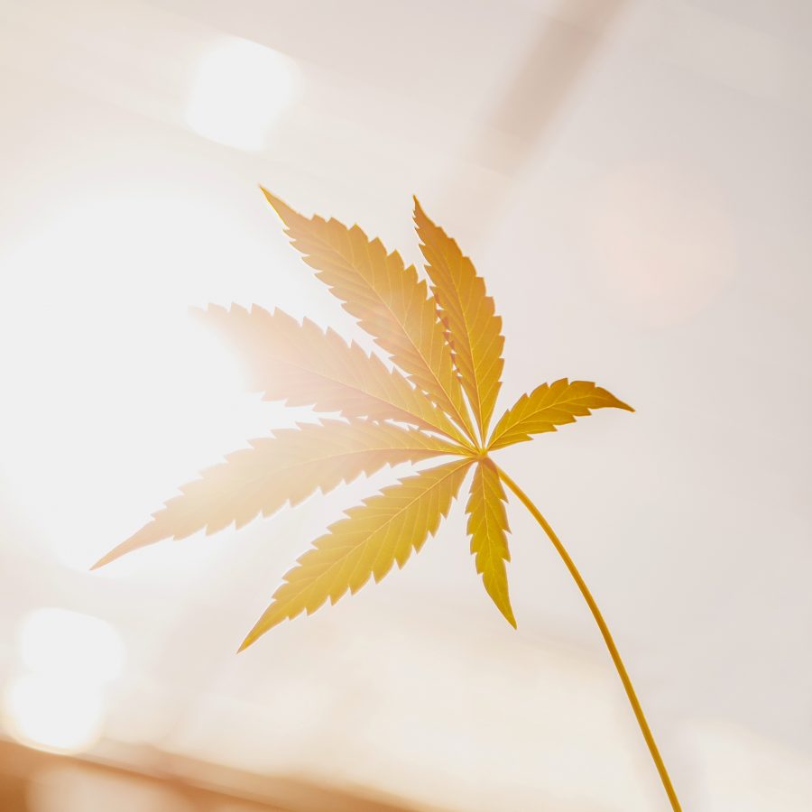cannabis leaf in the sun