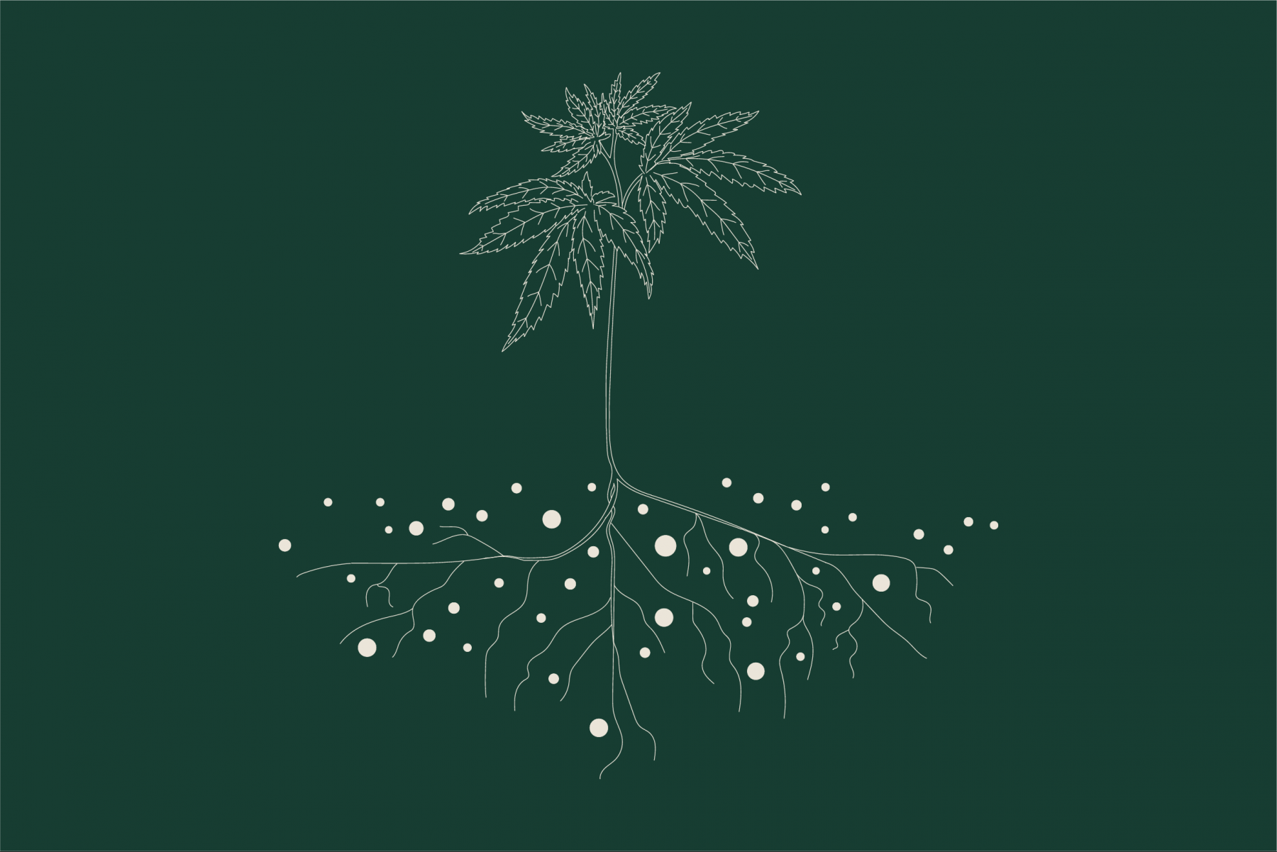 Guide to Growing at Home – Part 5