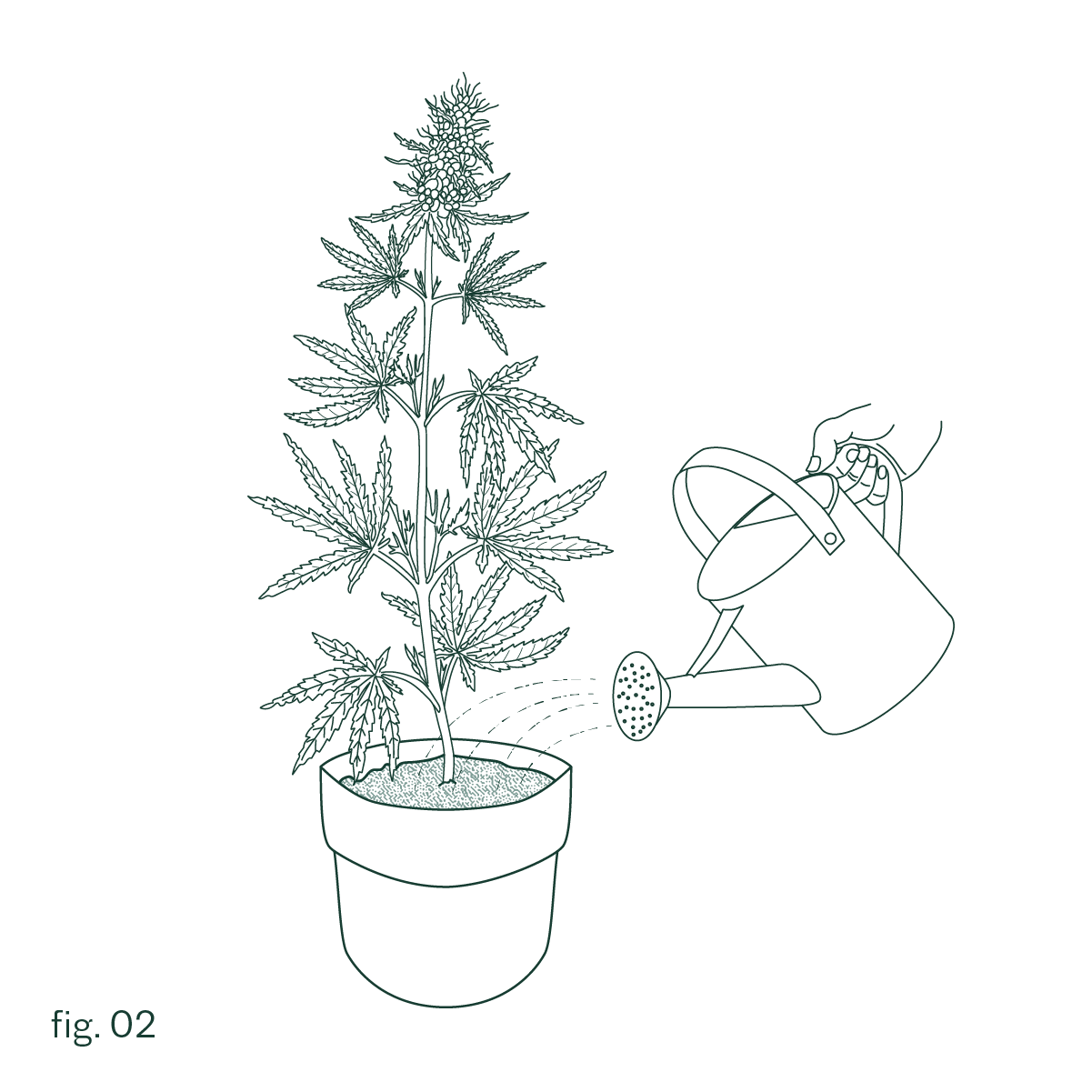 fig. 2 watering illustration