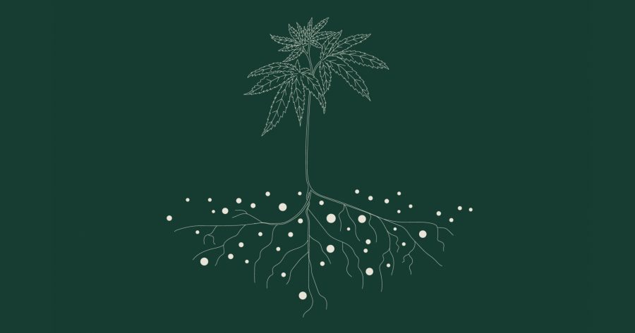 illustration of cannabis plant with roots