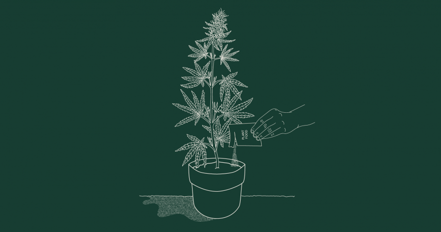 illustration of cannabis plant with hand holding plant food