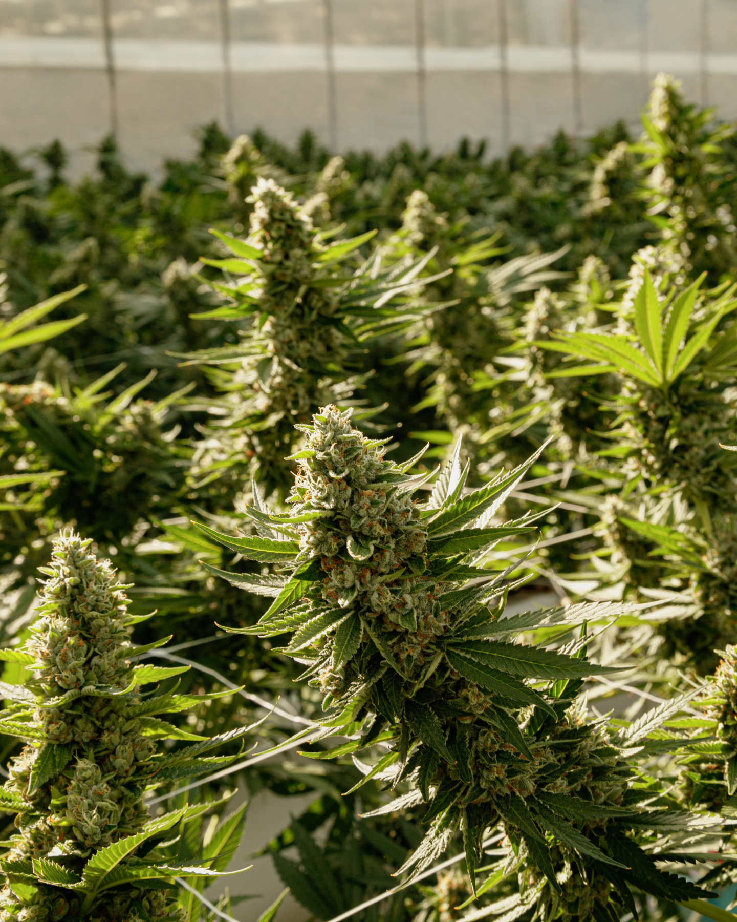 jet fuel gelato plant in the greenhouse