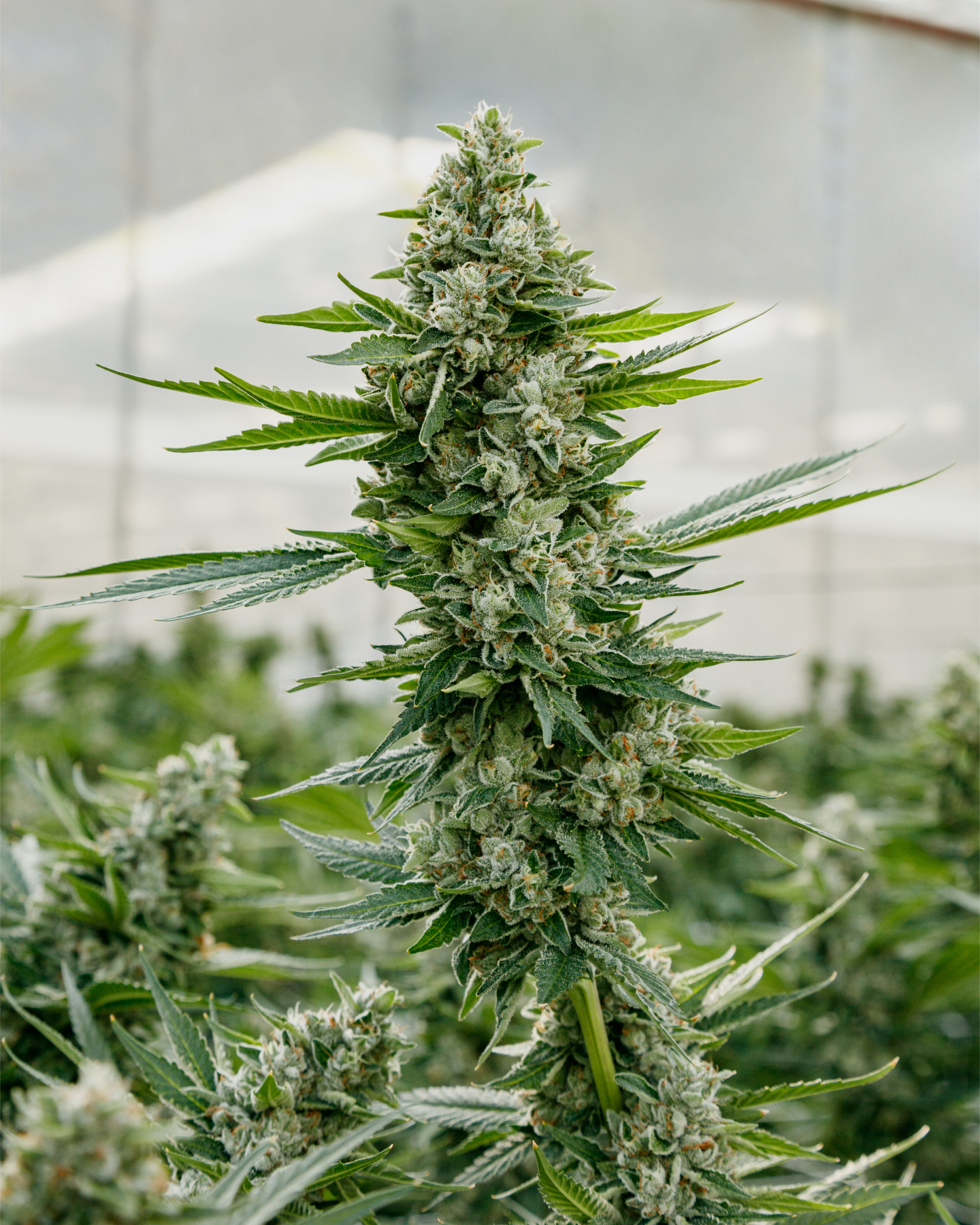 jet fuel gelato plant in the greenhouse