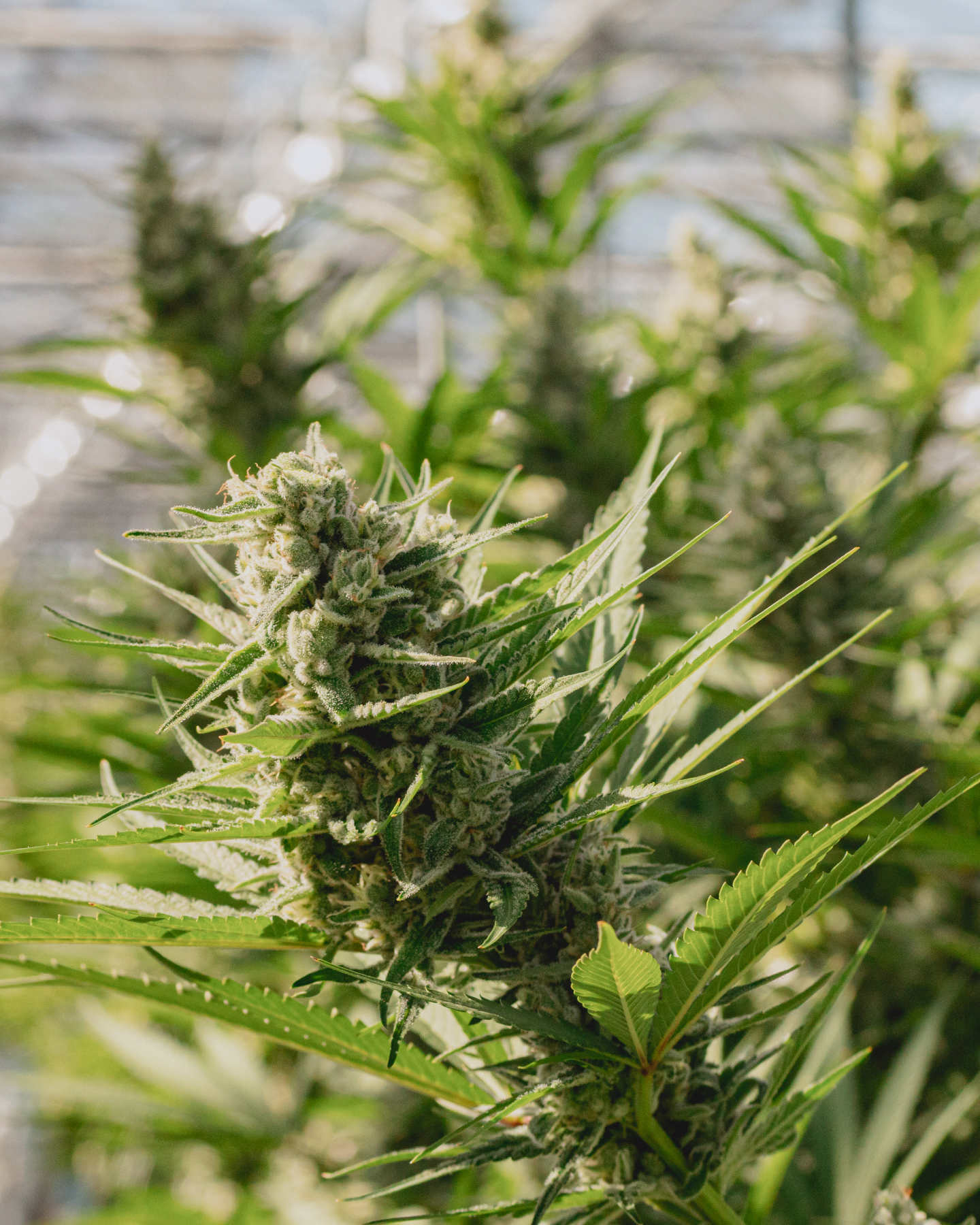 black cherry punch plant