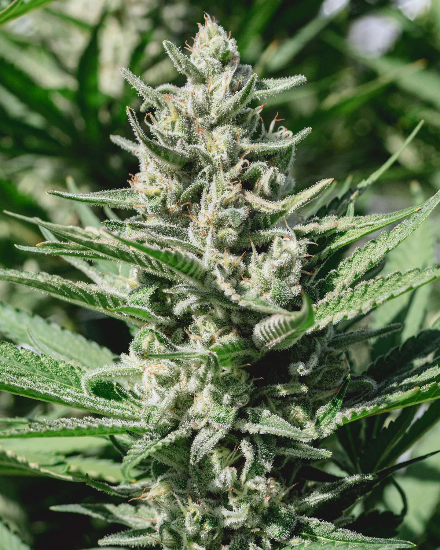 black cherry punch plant