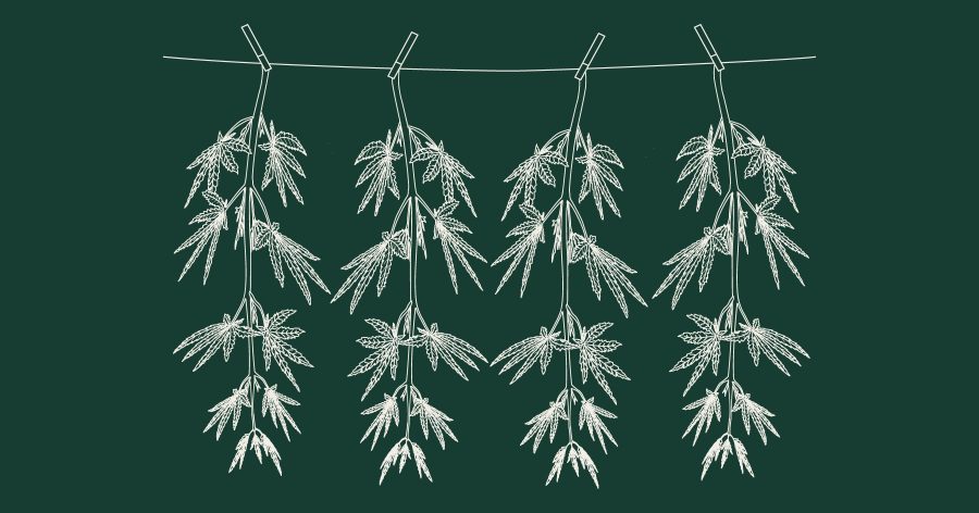 illustration of cannabis plants hanging on a clothing line