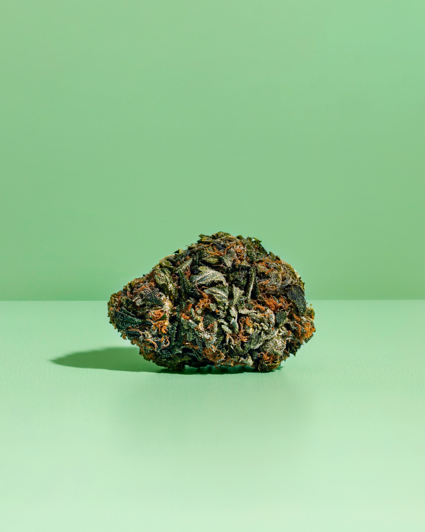 pine tar kush bud on green background