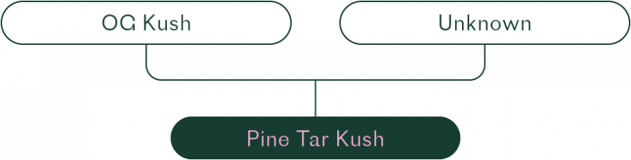pine tar kush lineage