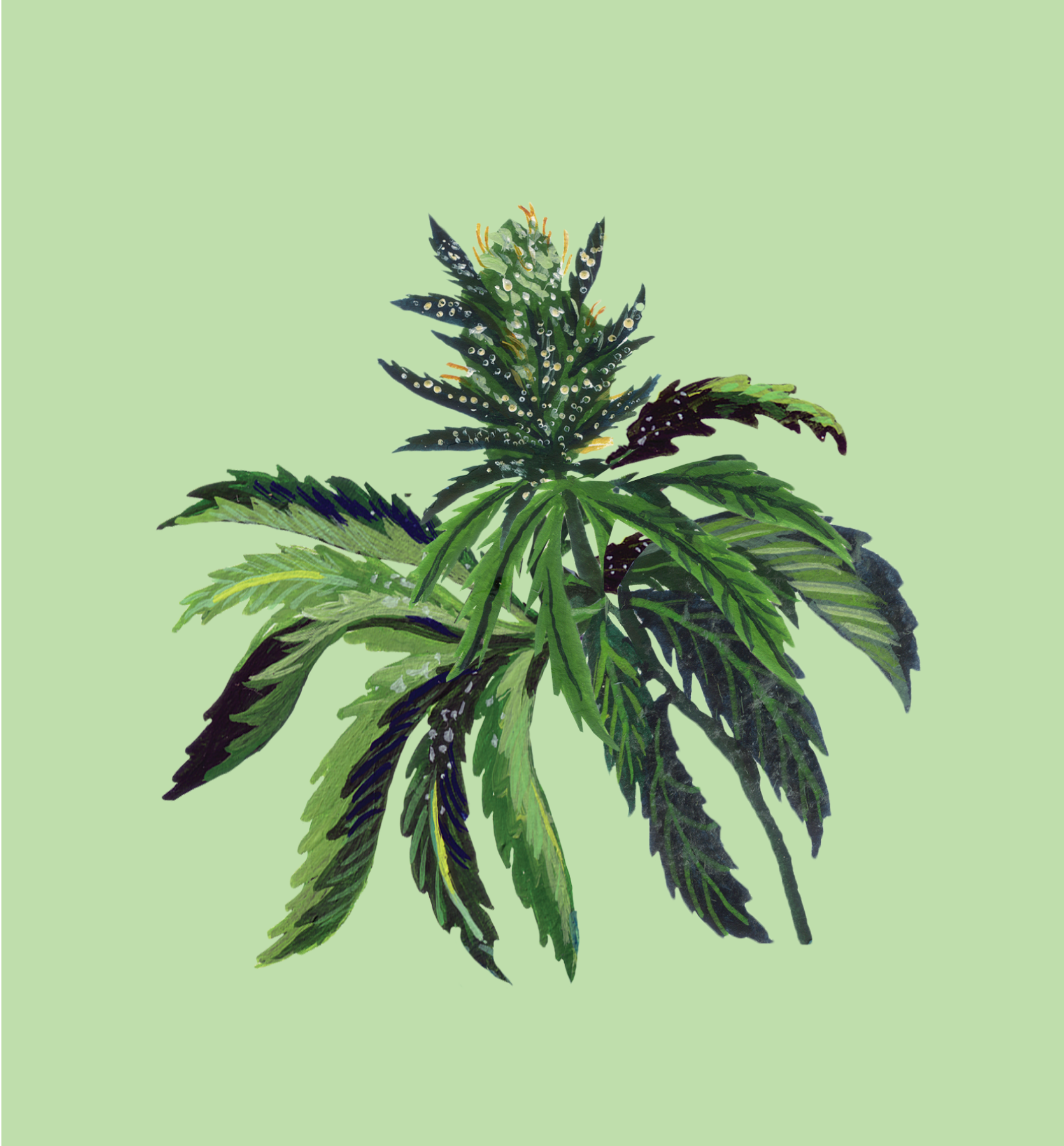 Pine Tar Kush