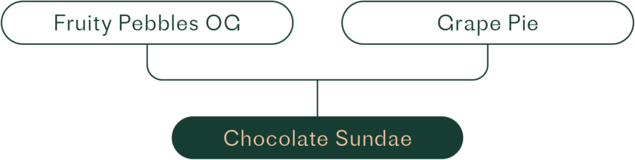 chocolate sundae lineage