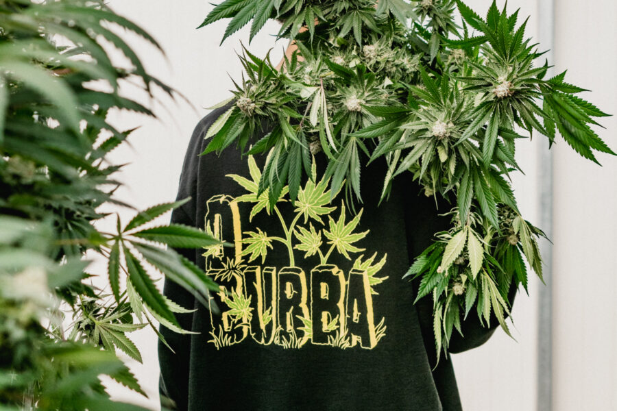 Model wearing D.Bubba sweatshirt in greenhouse with cannabis plants