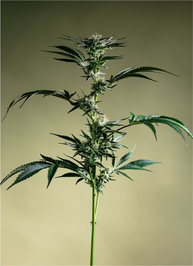 cannabis plant 