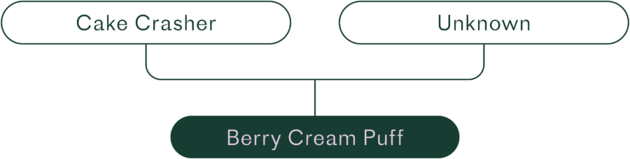 berry cream puff lineage