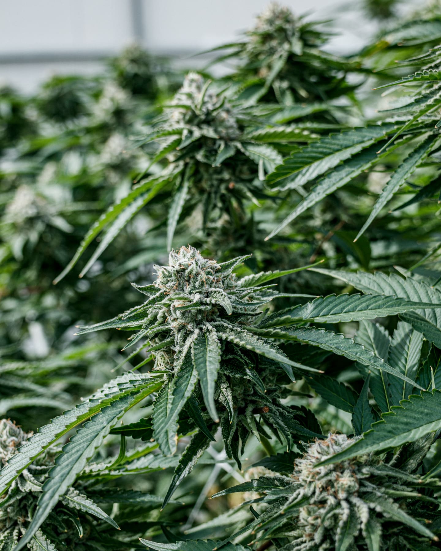 Sugar Cookies — Pure Sunfarms