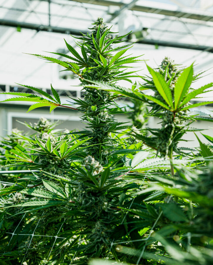 Cannabis plant in greenhouse
