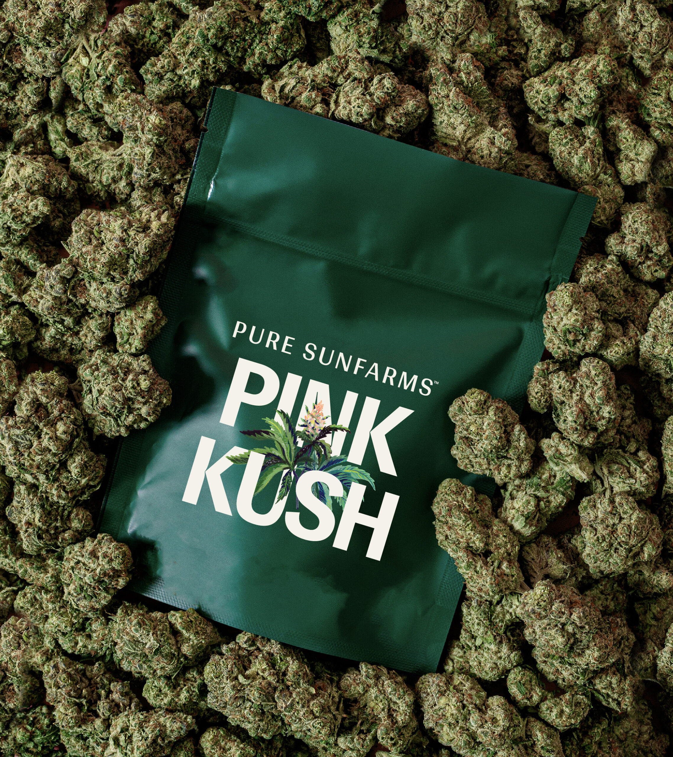 Pure Sunfarms Pink Kush is Ontario’s All-Time Top-Selling Strain