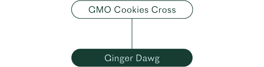 ginger dawg origin