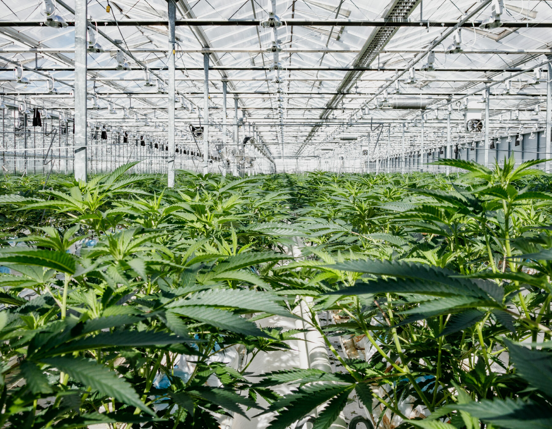 Cannabis plant in greenhouse