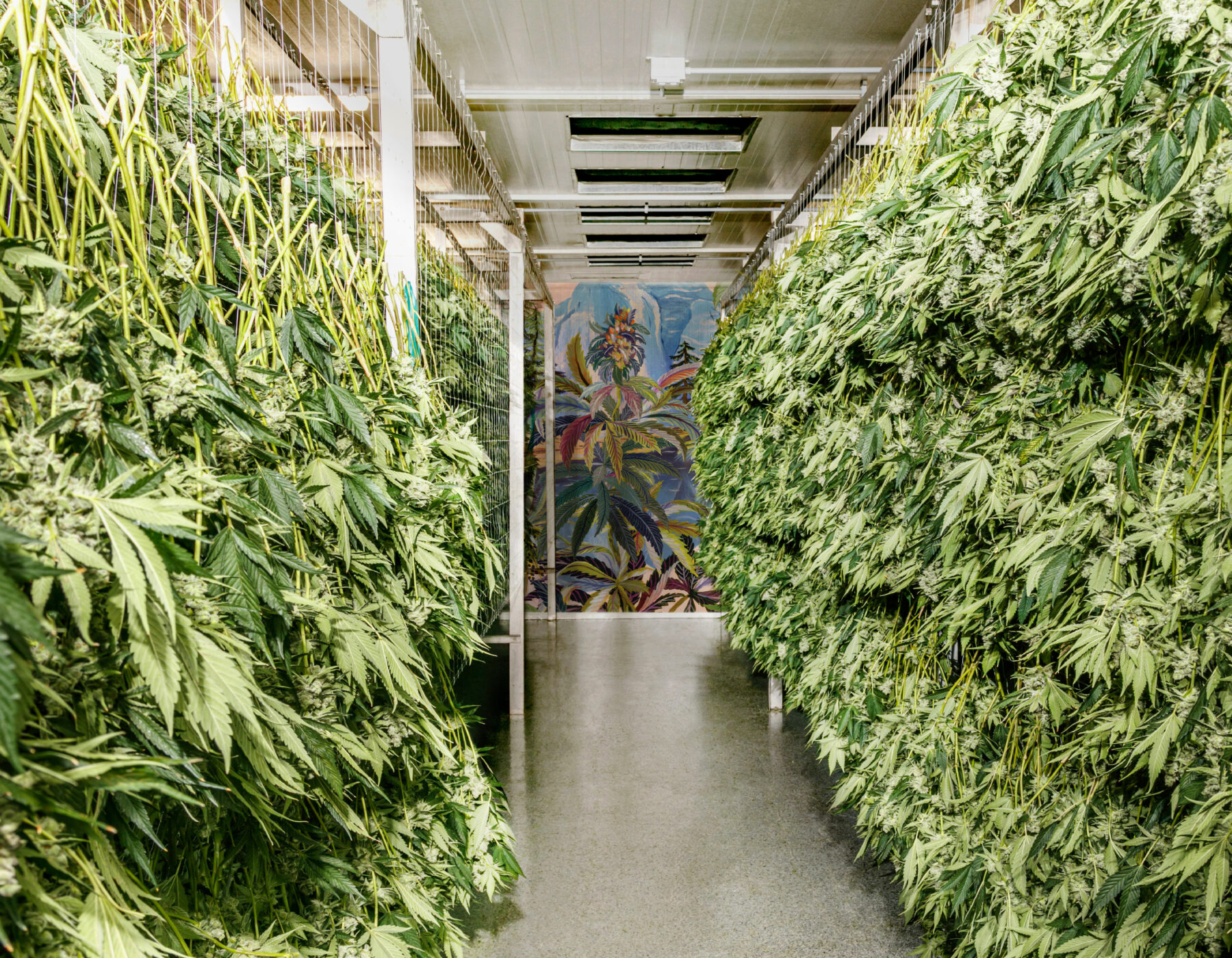 Hang Drying In The Greenhouse Pure Sunfarms