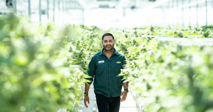Pure Sunfarms CEO Mandesh Dosanjh in one of their greenhouses