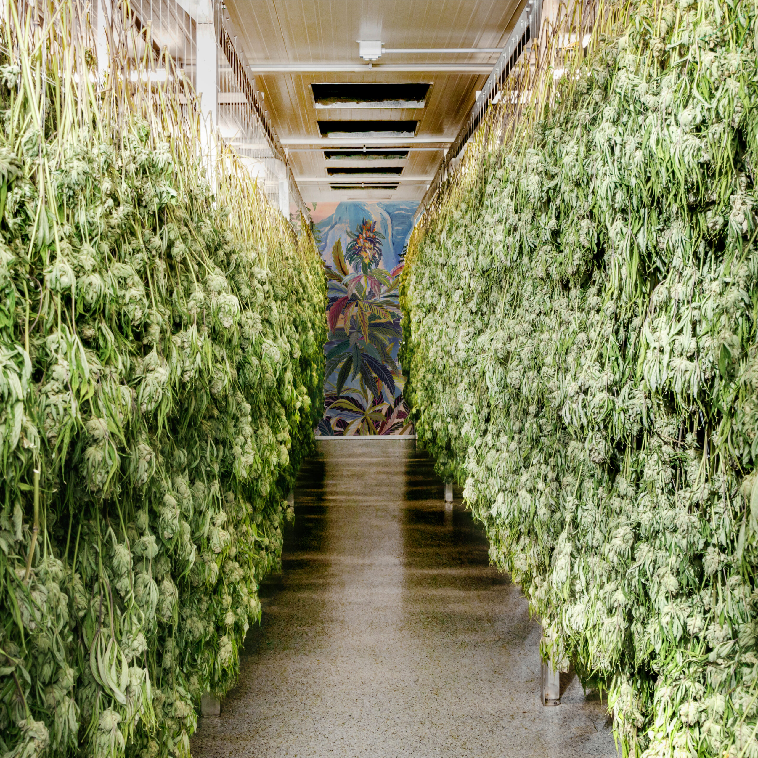 Pure Sunfarms First Licensed Producer to Adopt Hang Dry at Scale