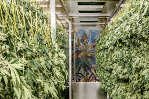 cannabis plants hang drying