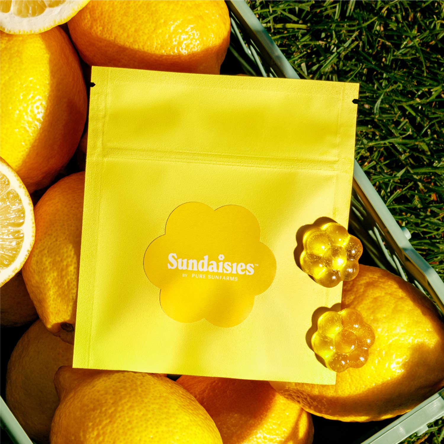 Lemon Meringue  Sundaisies Packaging and lemons.