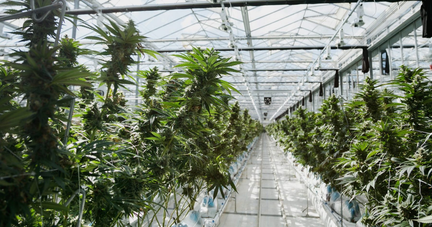 pink kush plants in the greenhouse