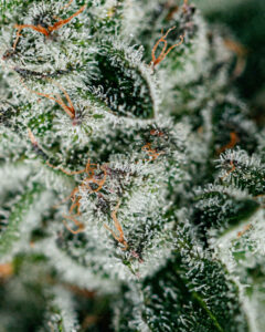 Marmalade Punch trichomes