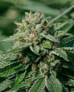 Frosty trichomes