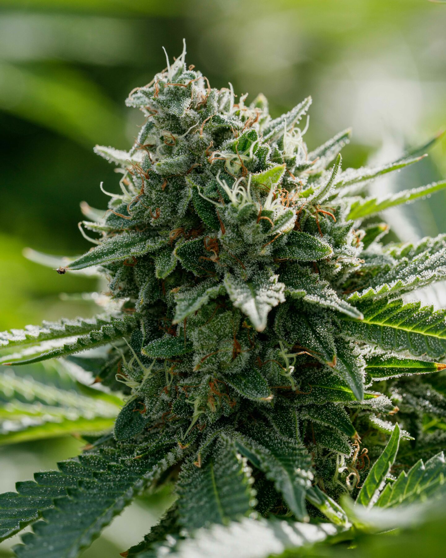 Blueberry Funk in the greenhouse