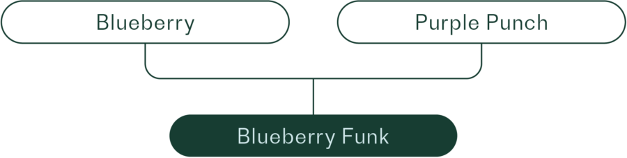 blueberry funk lineage