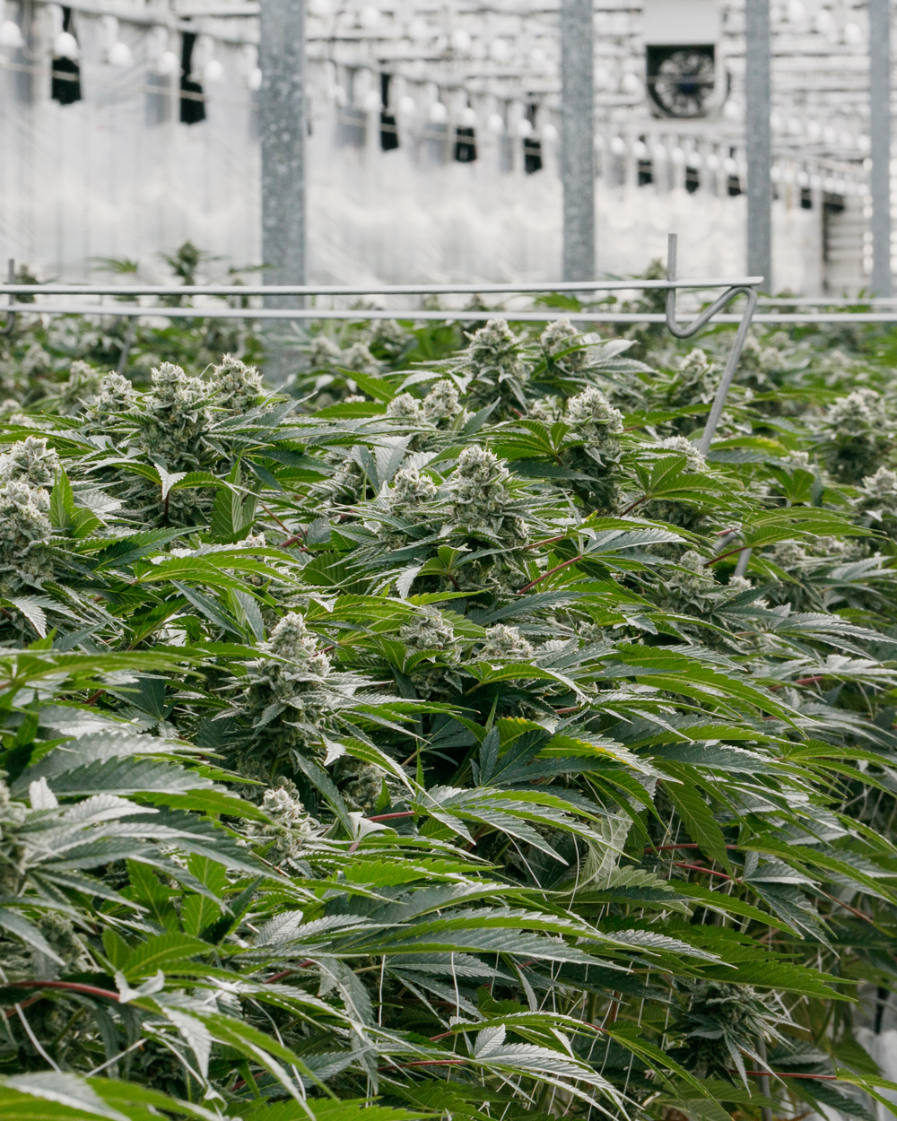 baked animal in the greenhouse