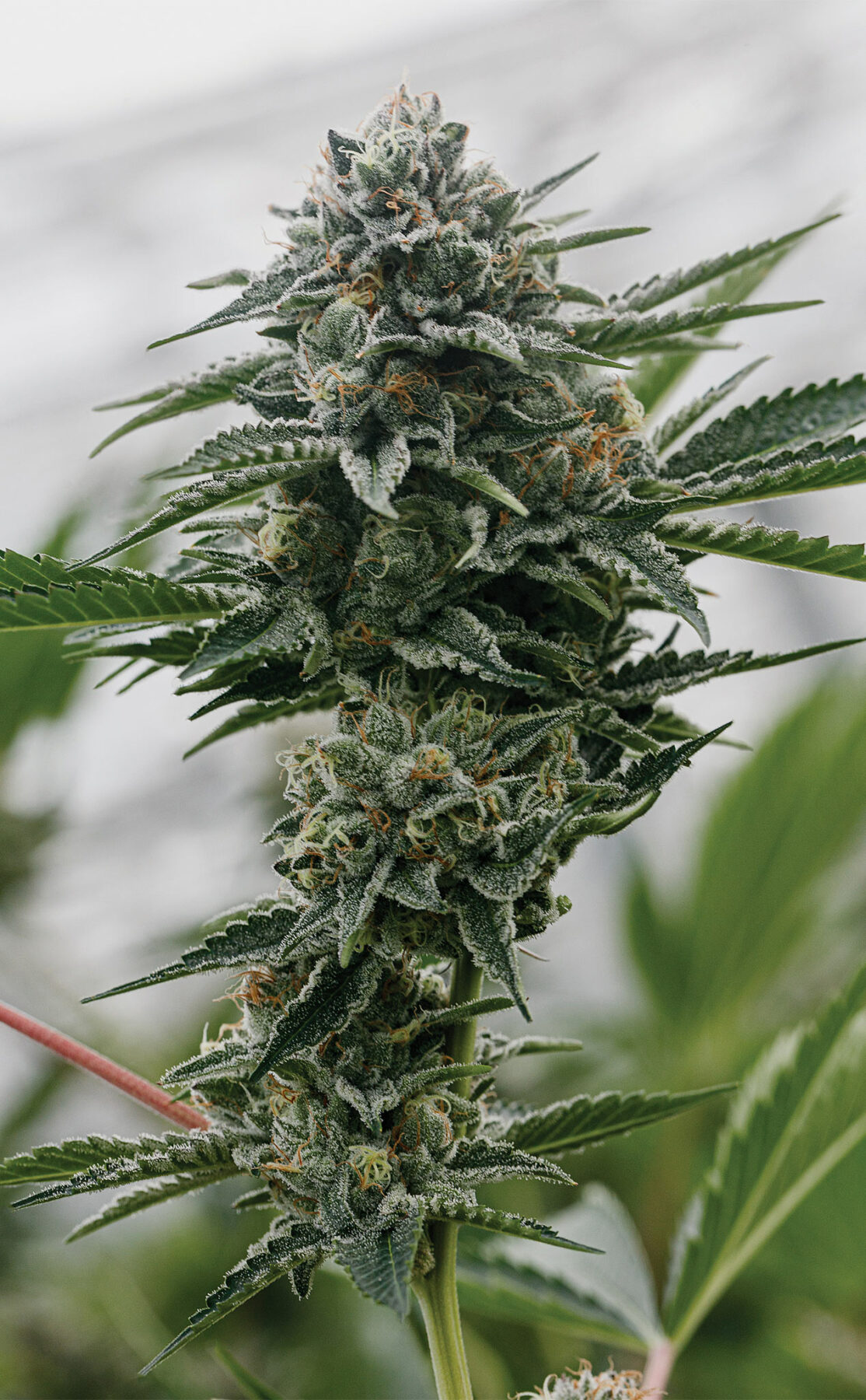 Kush God Fresh Plant