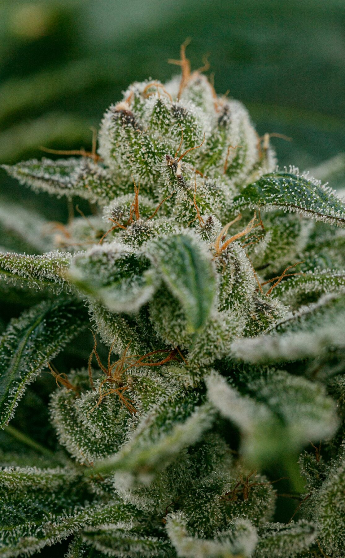 UFO Cookies fresh plant